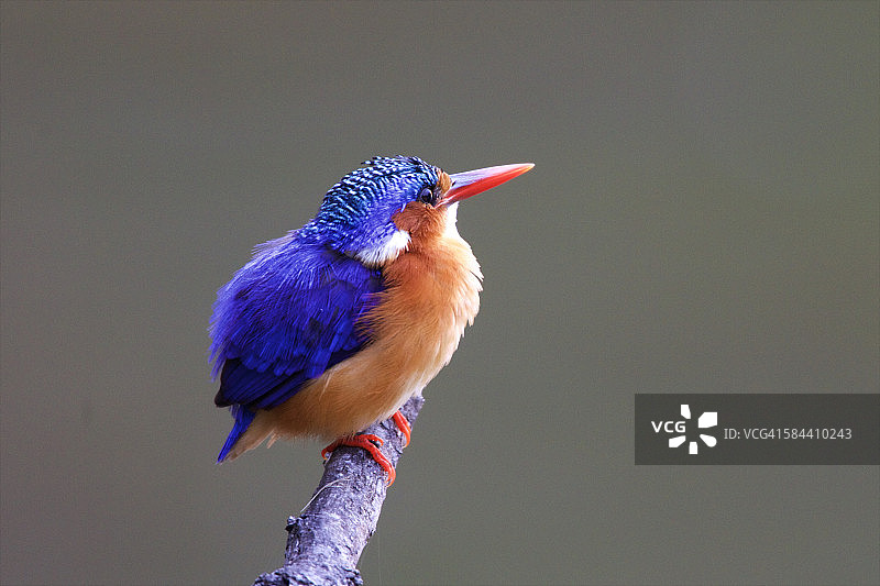 孔雀石翠鸟，克鲁格国家公园图片素材