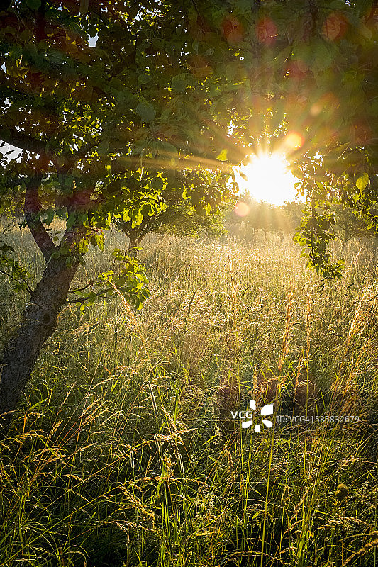 德国，巴伐利亚州，基姆高，草地和树木在晨曦中图片素材