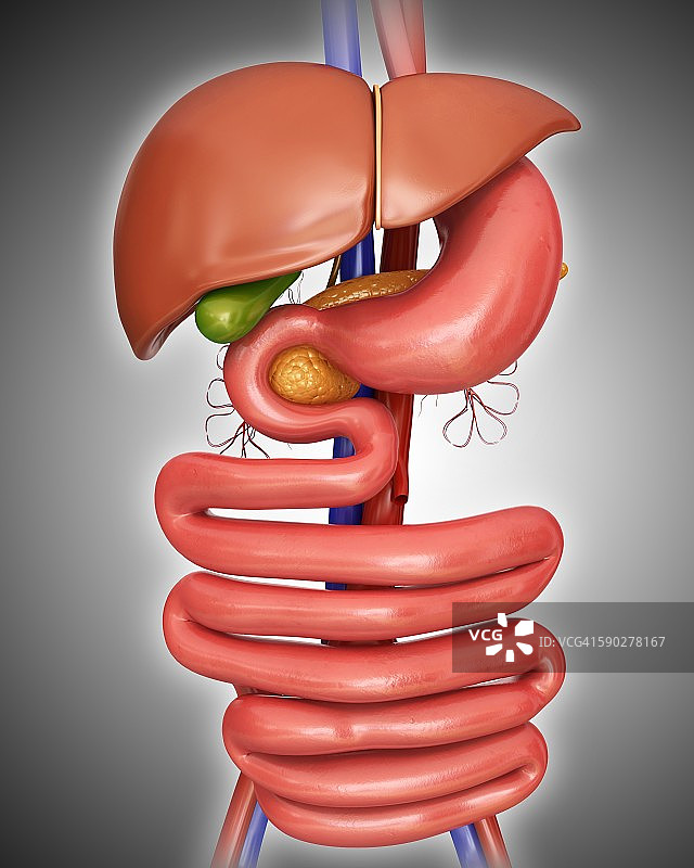 人体内部器官，插图图片素材