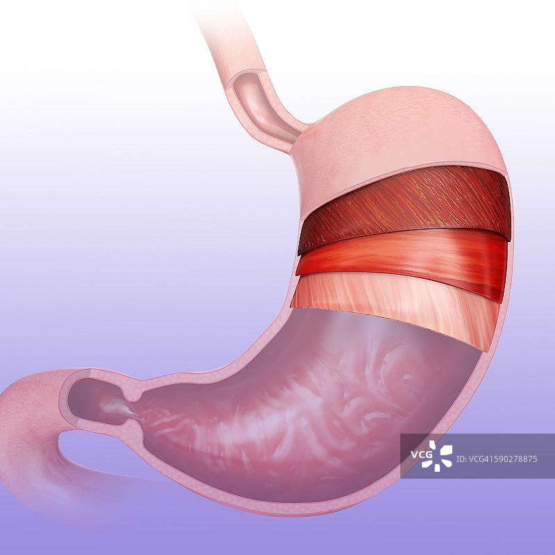 胃层和小肠图片素材