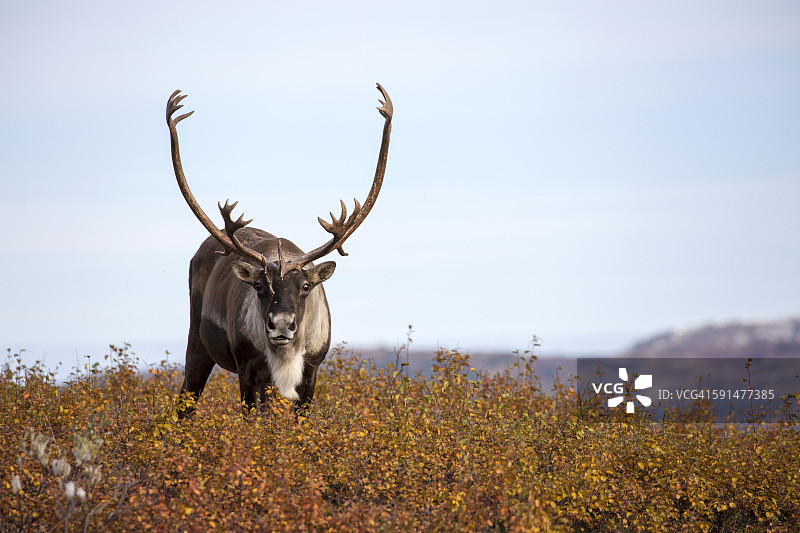 北美驯鹿在秋天图片素材