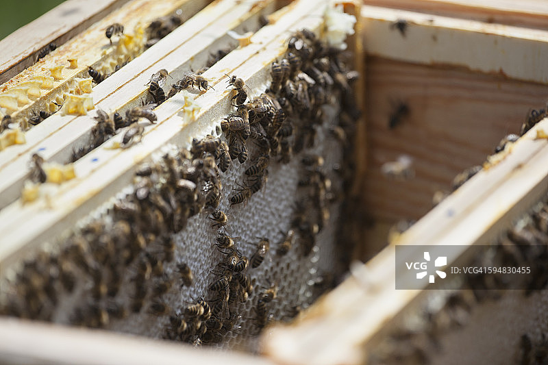 农场里蜂巢里的蜜蜂图片素材