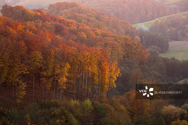 夕阳下的秋天森林图片素材