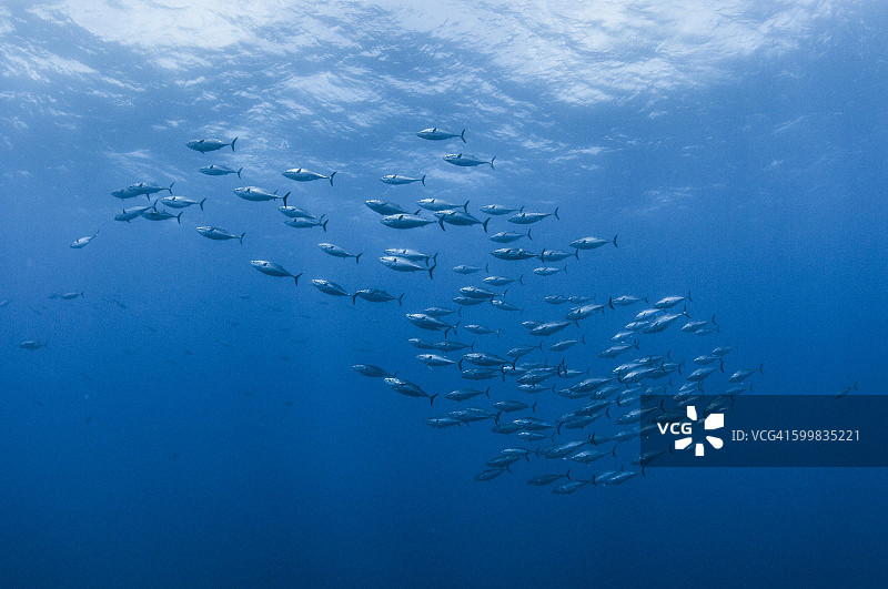 水下的一群鲣鱼，Roca Partida, Revillagigedo，墨西哥图片素材