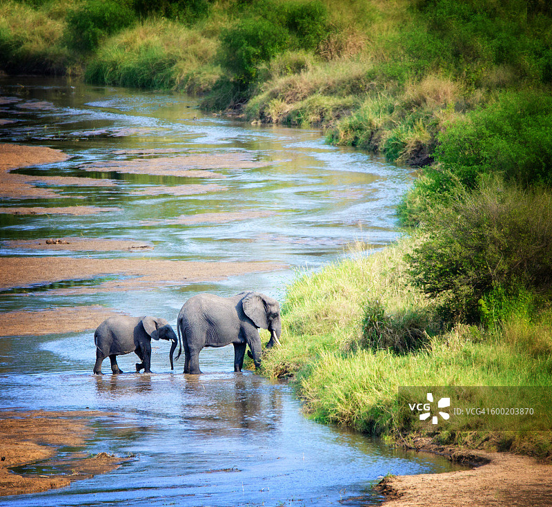 坦桑尼亚塔兰吉尔国家公园的大象家族正在穿过一条河床图片素材