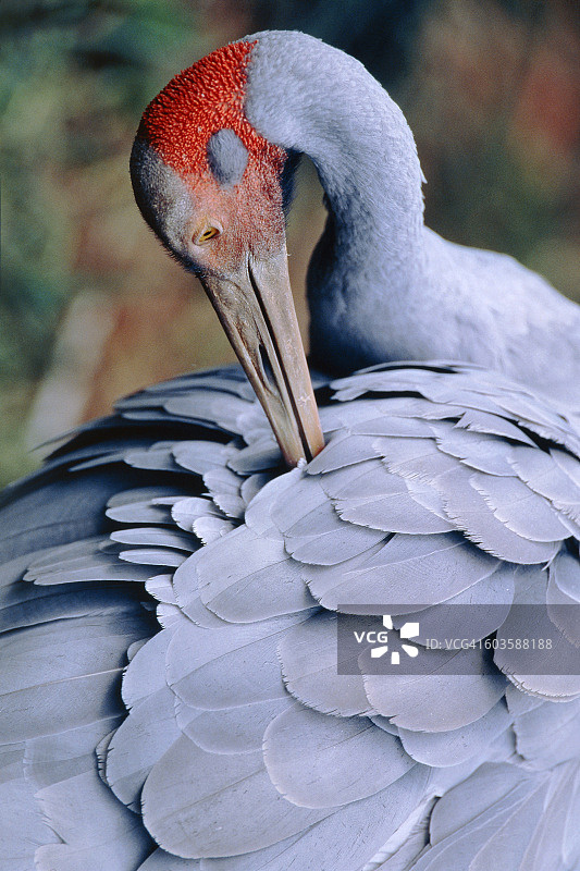 澳大利亚鹤整理羽毛图片素材