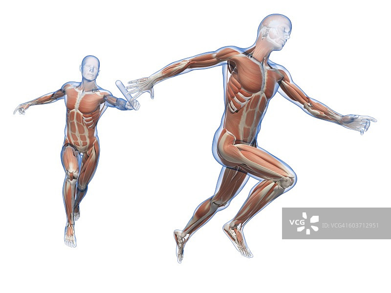 跑步者的肌肉系统，插图图片素材