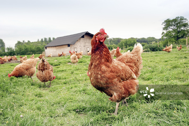 家禽农场里放养的鸡。图片素材