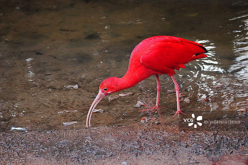 朱鹮在水中进食。公园das Aves(鸟公园)，Foz do Iguaçu, Paraná州，巴西图片素材