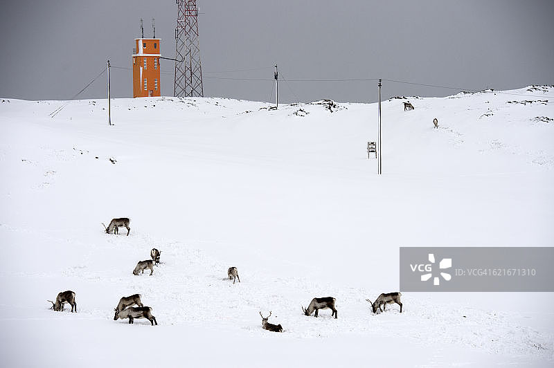 冰岛南部埃斯特拉霍恩的Hvalnes灯塔和驯鹿图片素材