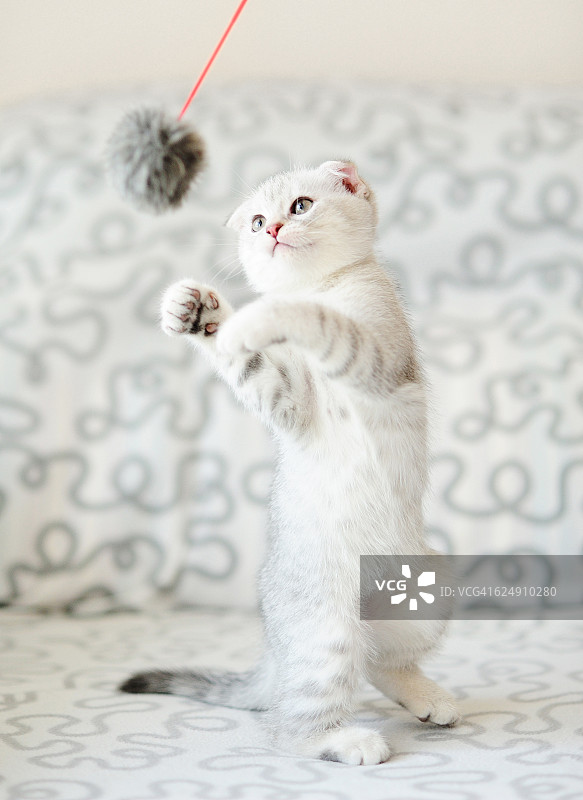 白毛小猫玩羽毛玩具图片素材