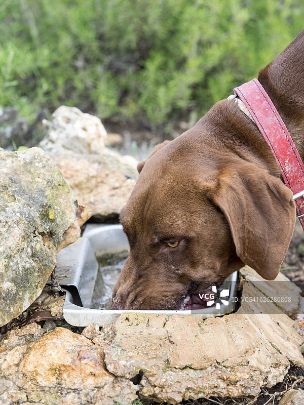 猎狗在田野里饮水(Braco húngaro)。图片素材