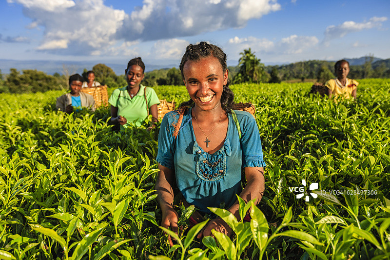非洲妇女在东非的种植园里采摘茶叶图片素材