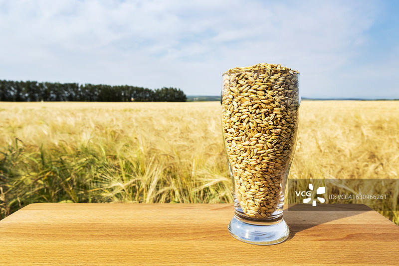 盛满麦粒的啤酒杯放在木板上，金黄成熟的麦田里，蓝天白云图片素材