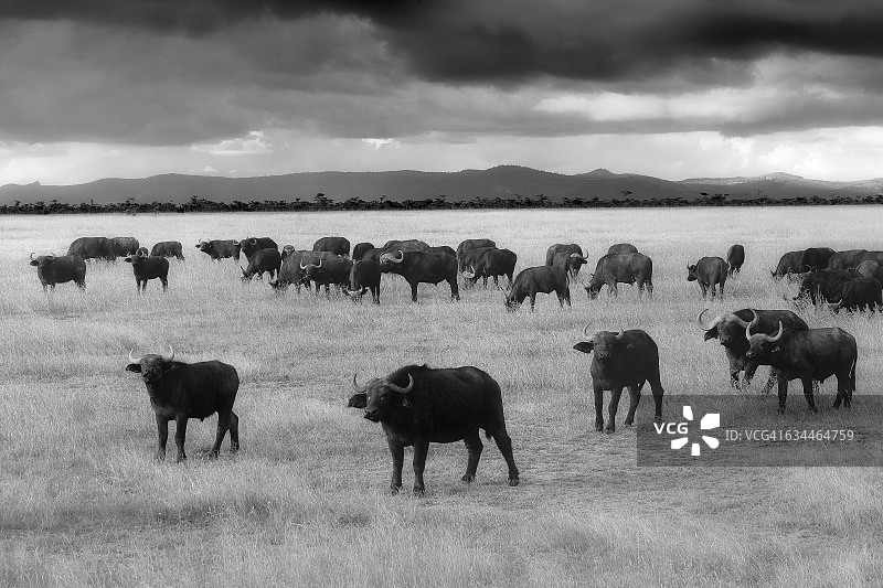 肯尼亚，东非大裂谷，纳库鲁湖国家公园，开普水牛群图片素材