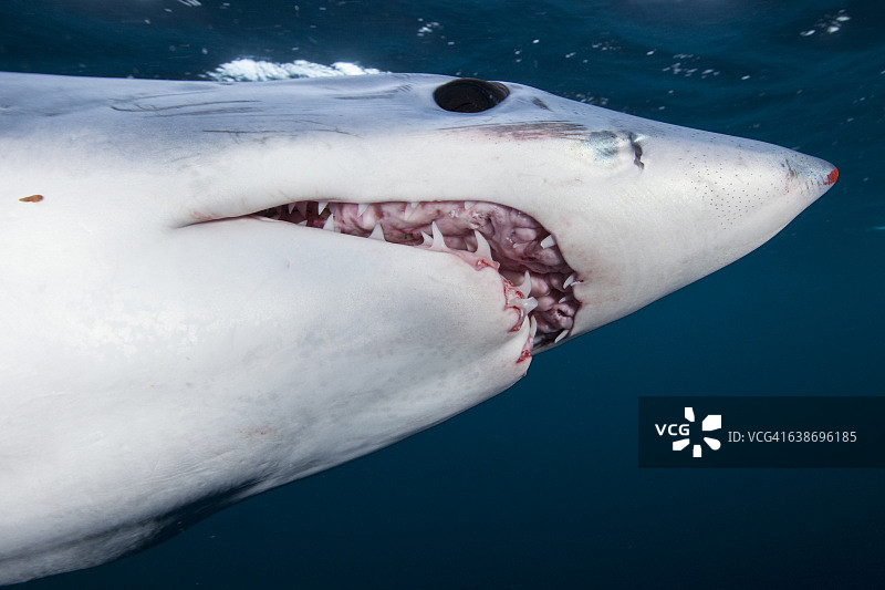 新西兰西海岸，张开嘴的短鳍灰鲭鲨(Isurus oxyrinchus)的水下视图图片素材