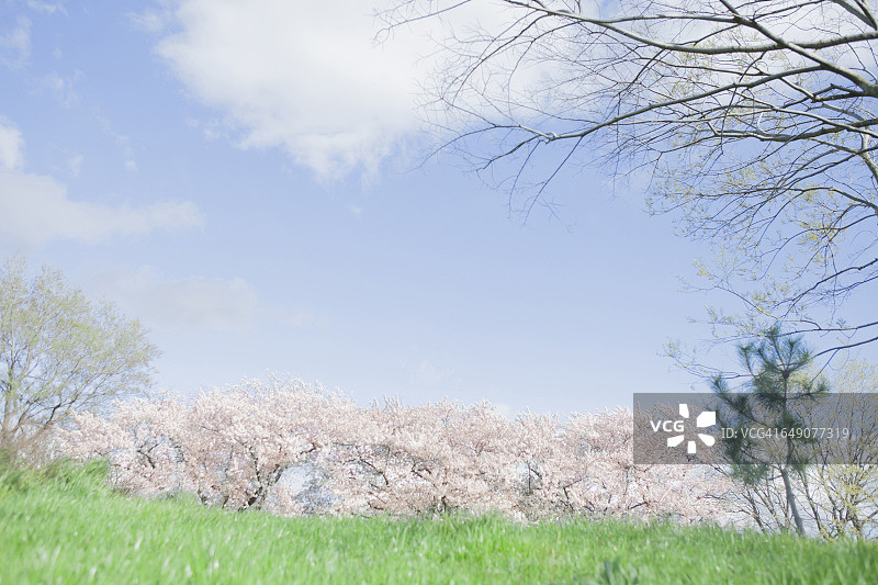 樱花和蓝天的形象在日本图片素材