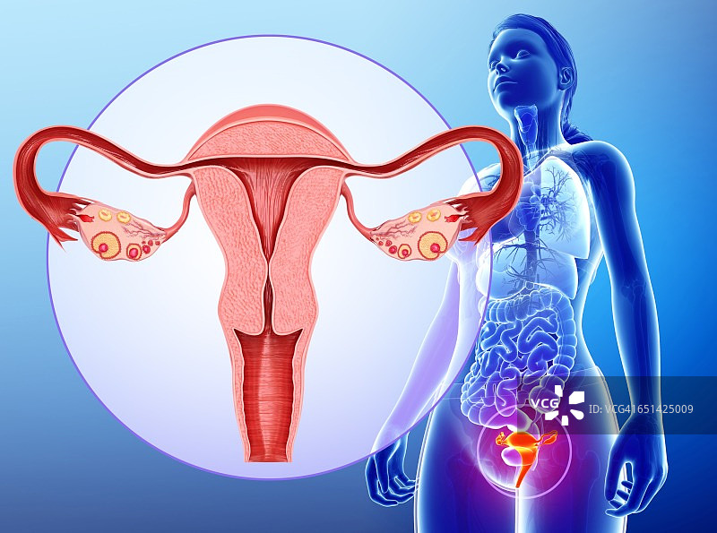 女性生殖系统，说明图片素材
