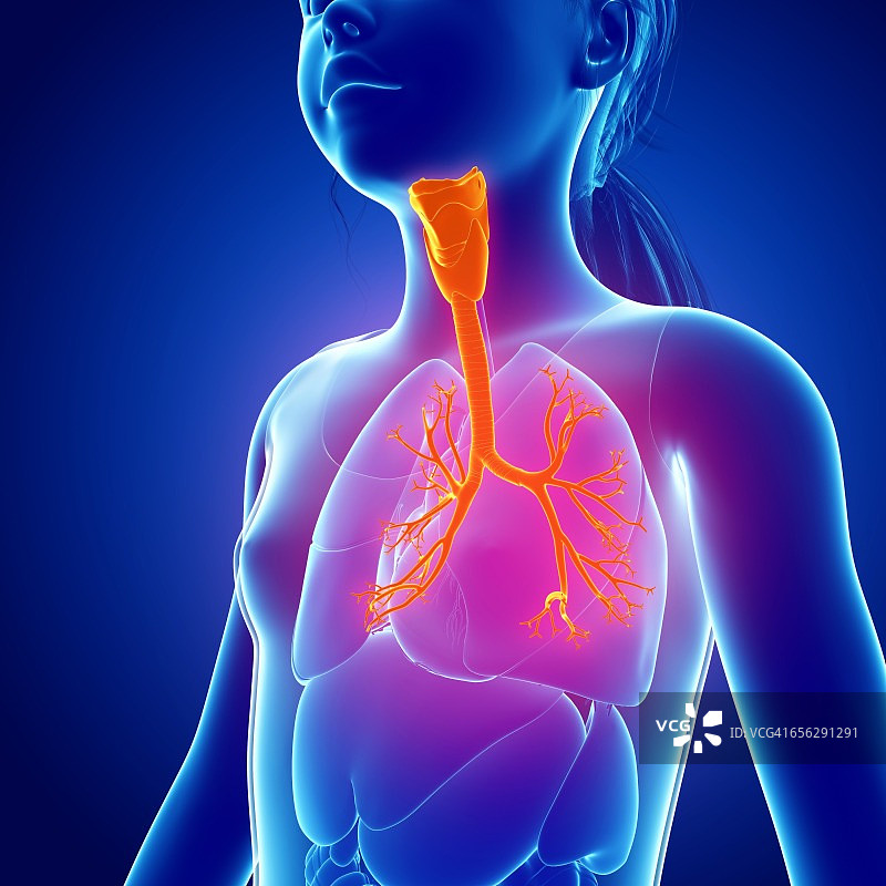 人体呼吸系统，插图图片素材