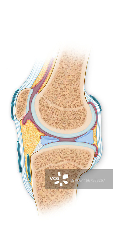 正常的膝关节横截面，有肌腱和粘液囊图片素材