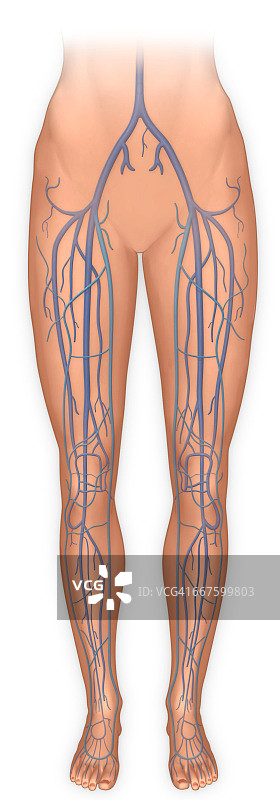 腿和静脉系统的前视图图片素材