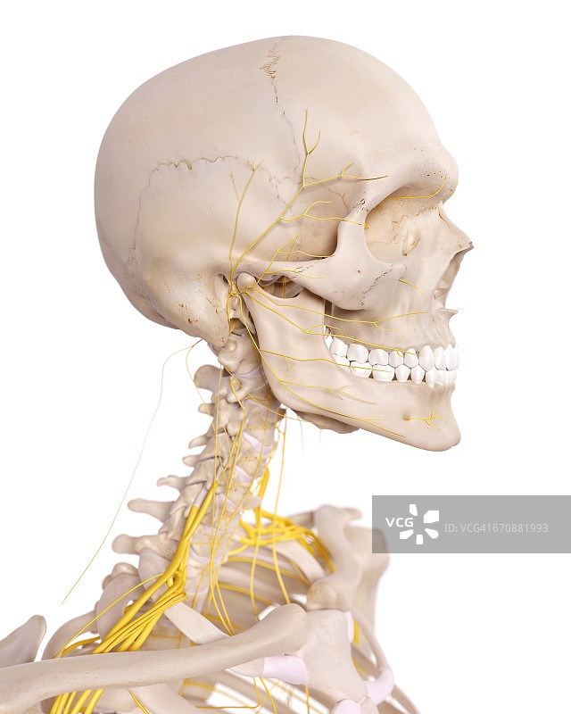 人类颈神经图片素材