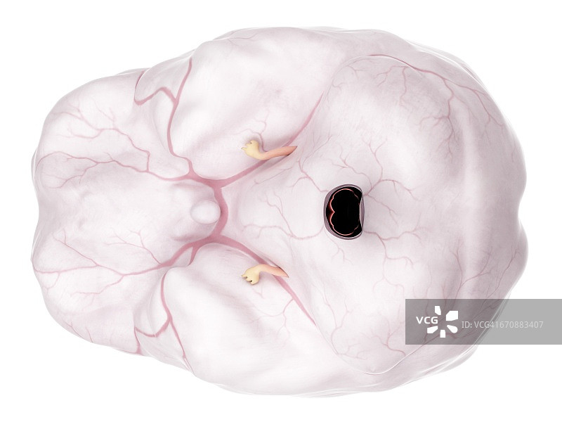 人类的大脑解剖图片素材