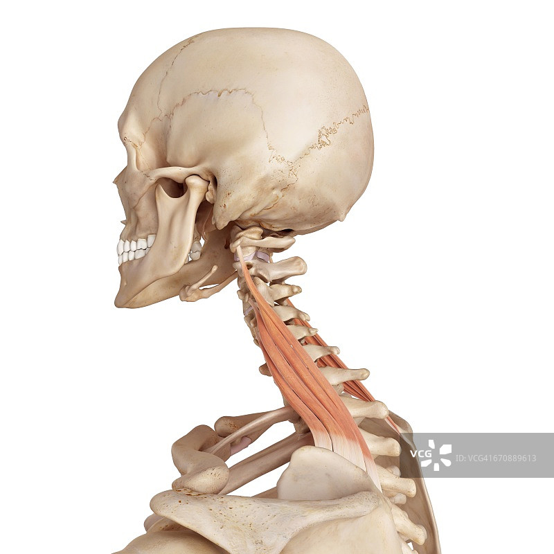 人体颈部的肌肉图片素材