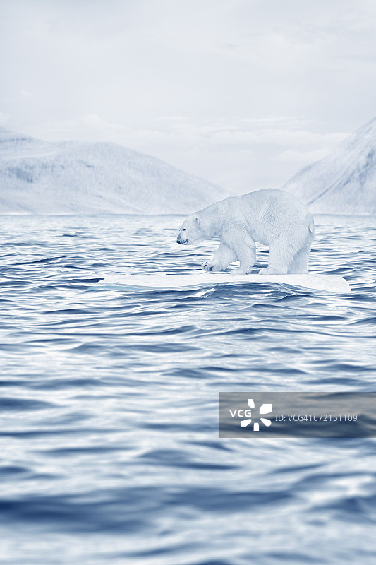 北极熊漂浮在海洋的浮冰上图片素材