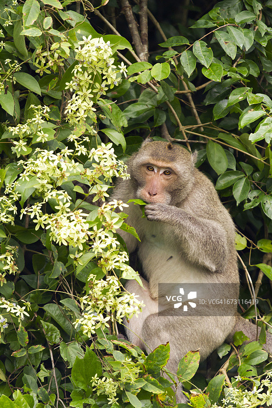 泰国，吃猕猴图片素材