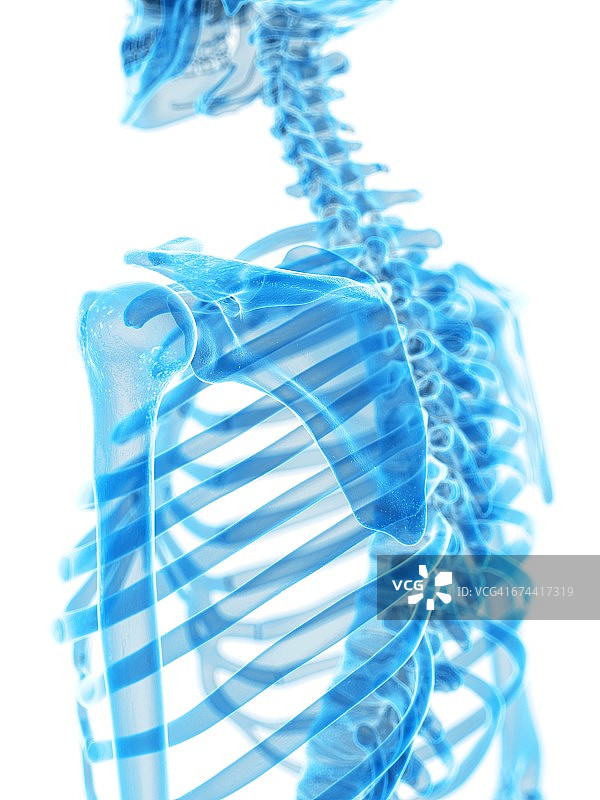 肩膀解剖学图片素材