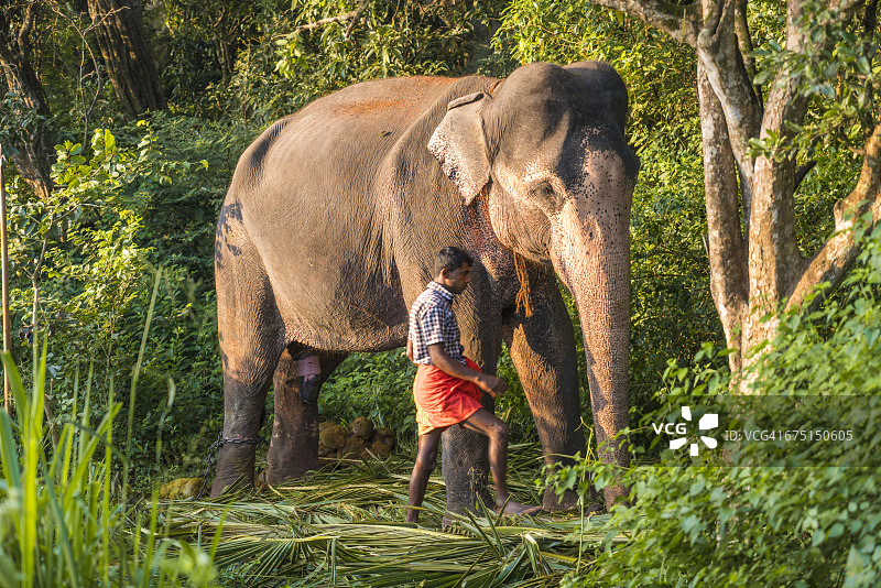斯里兰卡，Sigiryia，大象与训练员图片素材