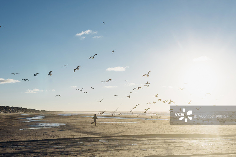 丹麦，布洛克斯，男孩在海滩上追逐一群海鸥图片素材