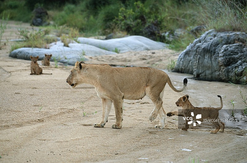 小狮子(Panthera leo)玩弄着妈妈的后腿图片素材