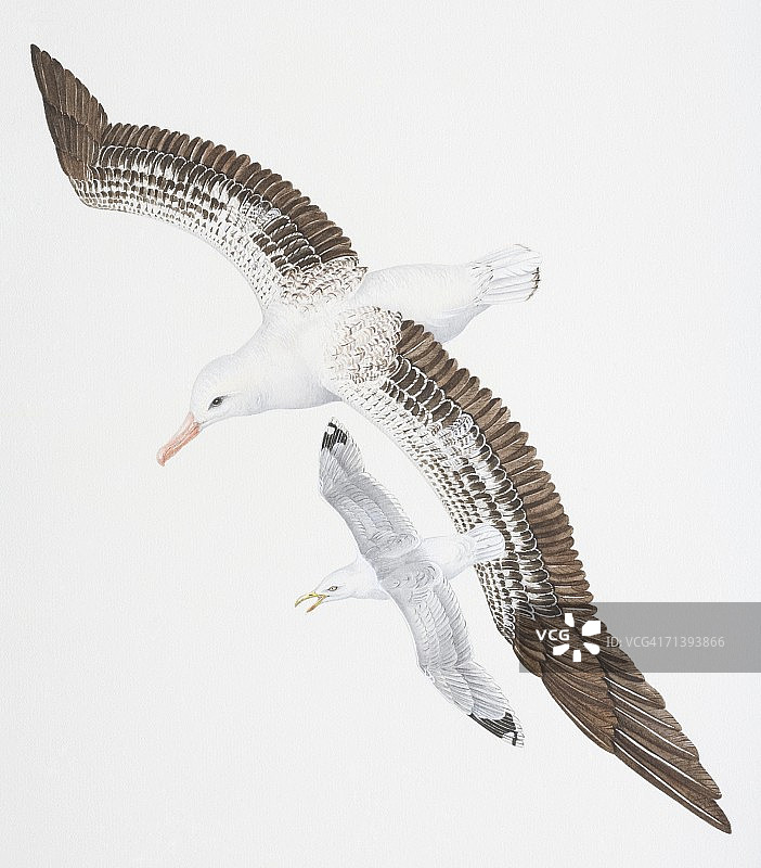 流浪信天翁，长着白色、棕色和黑色的羽毛，覆盖着狭窄的翅膀，与更小的银鸥，拉鲁斯·阿根廷塔斯，张开嘴，在上空飞翔。图片素材