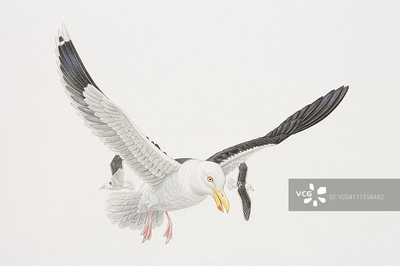 拉鲁斯·马里努斯，大黑背鸥在飞行，另外两只鸥在它后面飞行。图片素材