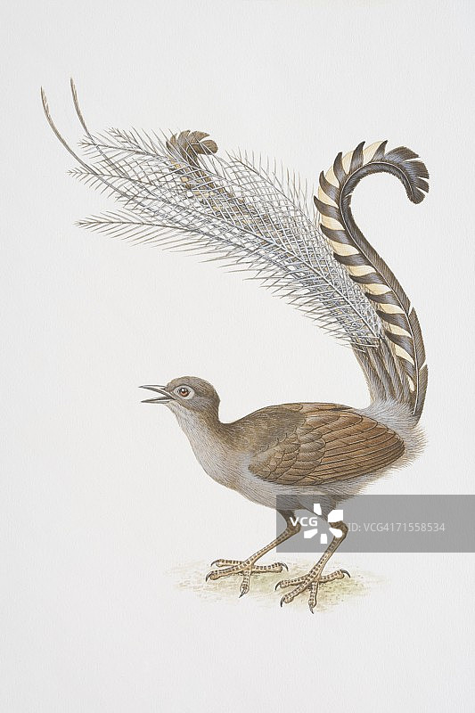 一种极好的七弦鸟，长尾在头上拱起，唱歌。图片素材