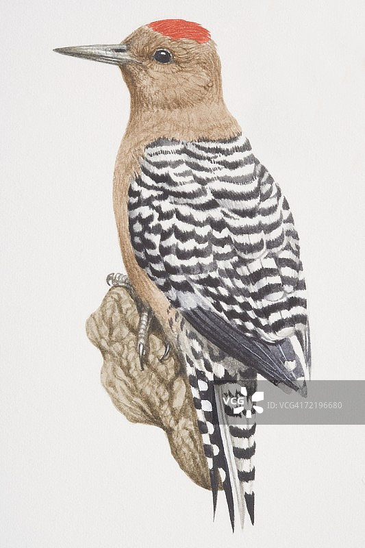 红腹啄木鸟(红腹啄木鸟)，黑白相间的条纹鸟，腹部为红褐色，头部有红色的和尚状斑块。图片素材