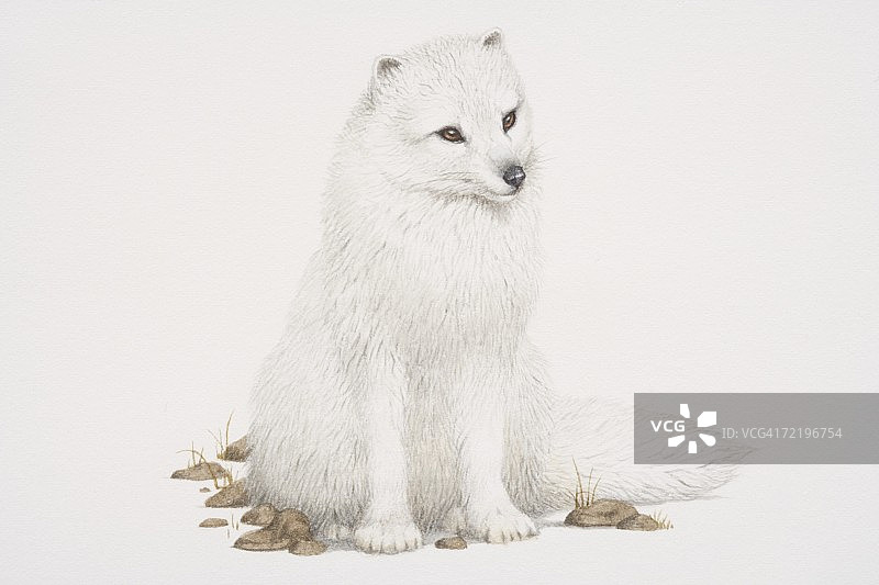 北极狐(alopex lagopus)坐在前面。图片素材