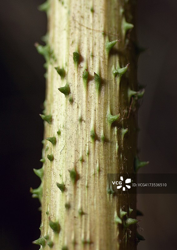 植物茎上的刺，特写图片素材