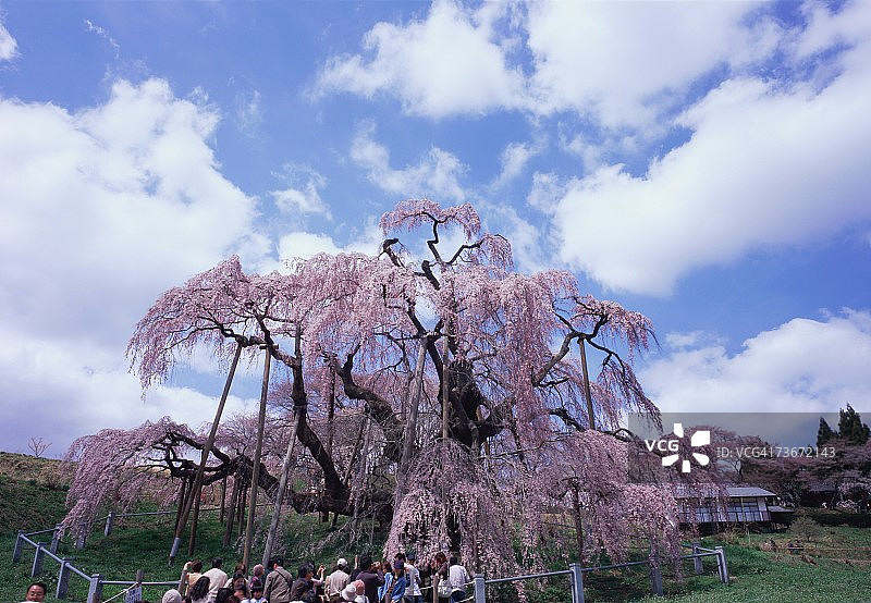 日本福岛县三春的樱花图片素材