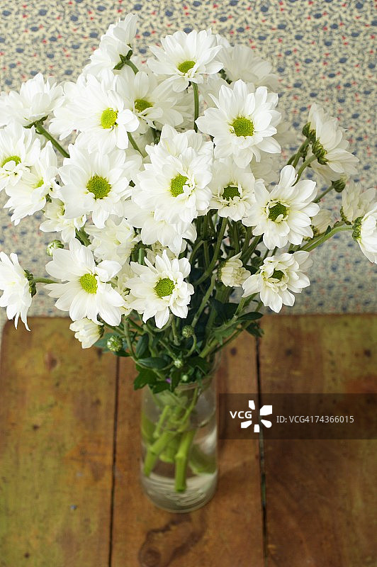 白色的菊花图片素材