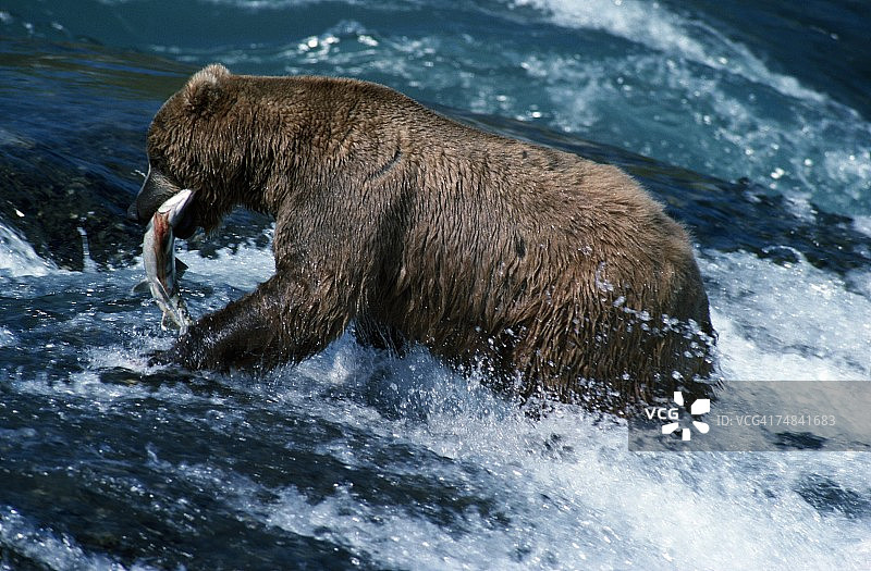 美国阿拉斯加麦克尼尔河，灰熊和鲑鱼图片素材