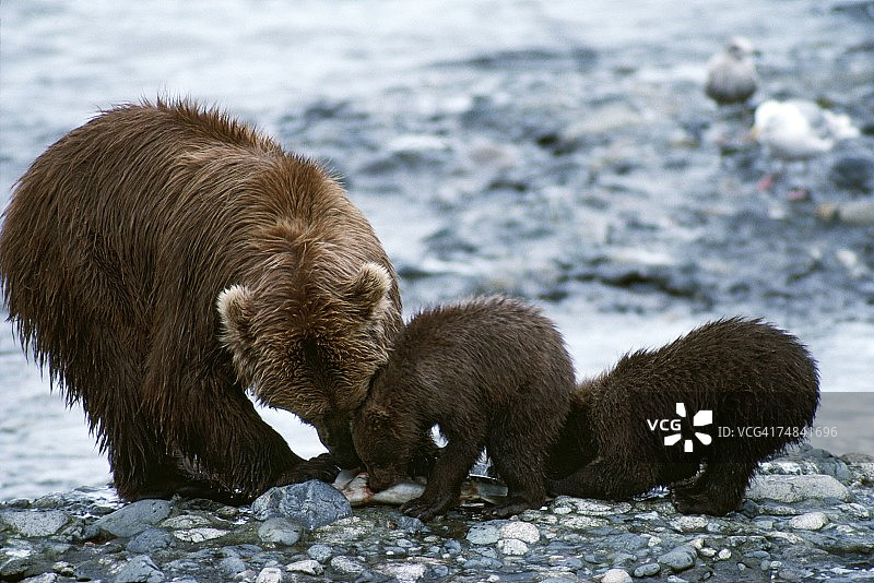 灰熊妈妈和幼崽喂养。麦克尼尔河,阿拉斯加图片素材