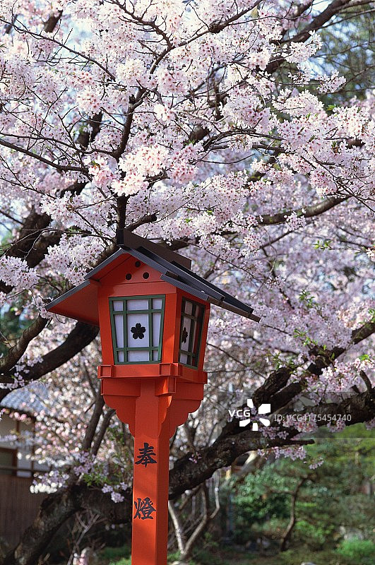 樱花盛开，平野神社，京都，日本图片素材