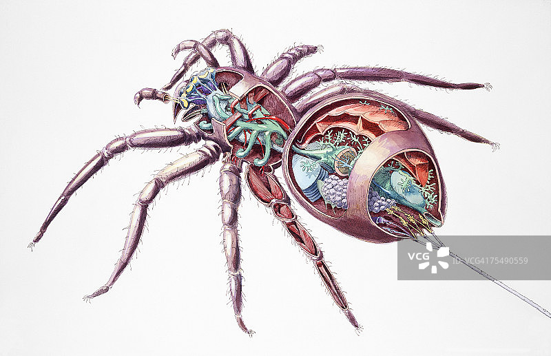 蜘蛛(蜘蛛科)，内部解剖，横截面图片素材