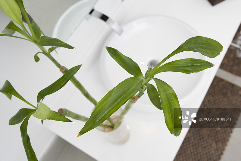 浴室水槽上的植物的高角度视图图片素材
