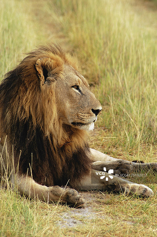 狮子(狮子)在森林休息，奥卡万戈三角洲，博茨瓦纳图片素材