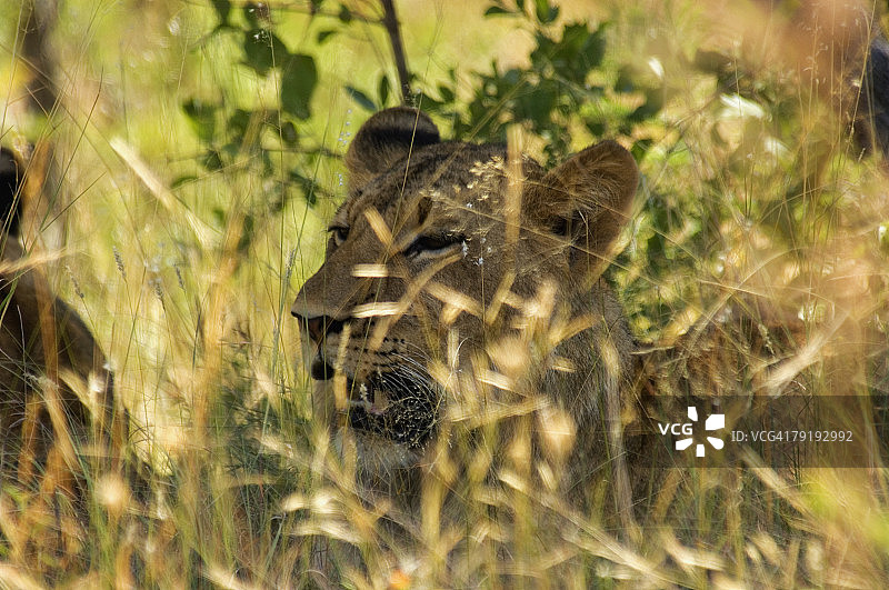 森林里的狮子(Panthera leo)幼崽，Makalali私人禁猎区，林波波，南非图片素材