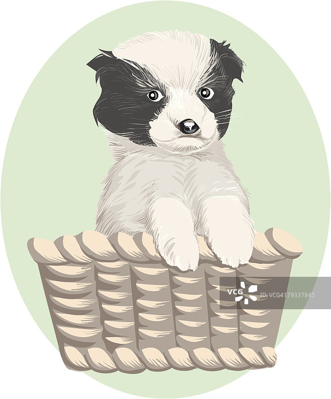 小狗在篮子里，肖像图片素材